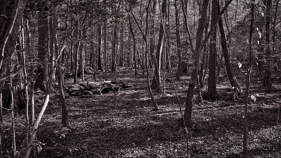 Congaree National Park, South Carolina