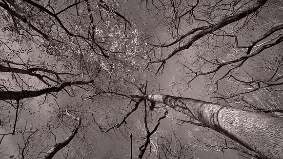 Congaree National Park, South Carolina