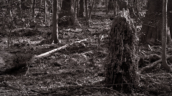 Congaree National Park, South Carolina