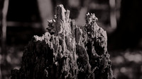 2020 Nov - Congaree National Park, SC