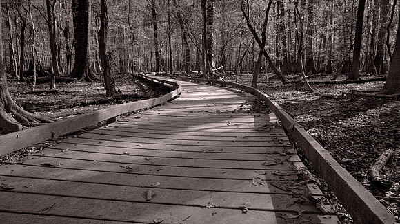 Congaree National Park, South Carolina