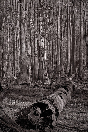 Congaree National Park, South Carolina