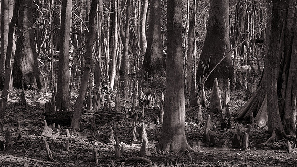 Congaree National Park, South Carolina