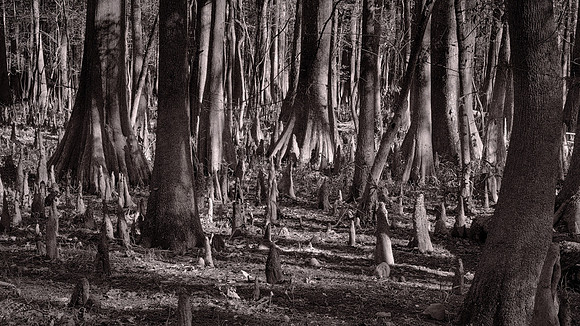 Congaree National Park, South Carolina