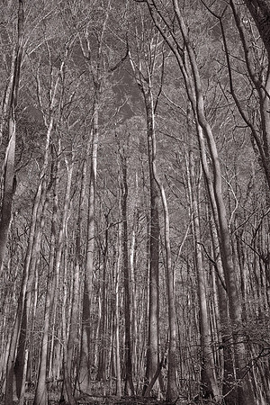 Congaree National Park, South Carolina