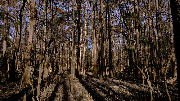 Congaree National Park, South Carolina
