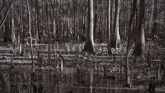 Congaree National Park, South Carolina
