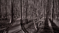 2020 Nov - Congaree National Park, SC