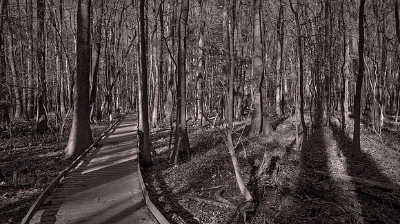 Congaree National Park, South Carolina