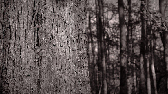Congaree National Park, South Carolina