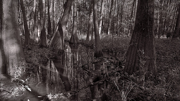 Congaree National Park, South Carolina