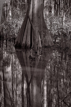 Congaree National Park, South Carolina