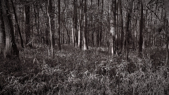 Congaree National Park, South Carolina