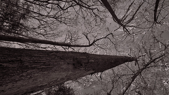 Congaree National Park, South Carolina