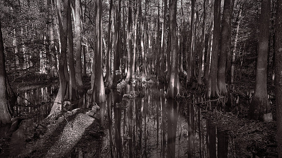Congaree National Park, South Carolina