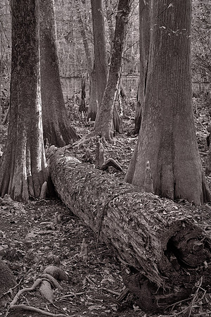 Congaree National Park, South Carolina