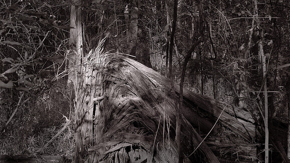 Congaree National Park, South Carolina