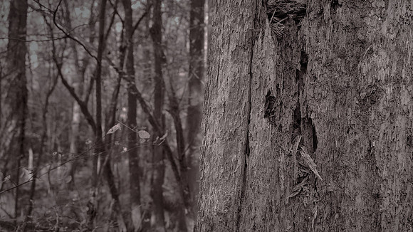 Congaree National Park, South Carolina