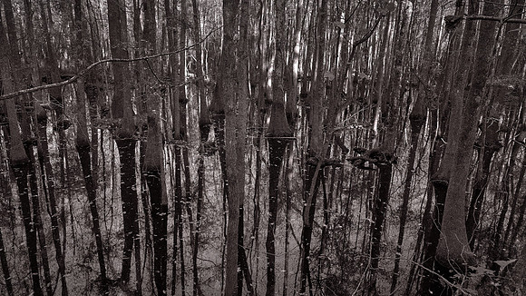 Congaree National Park, South Carolina