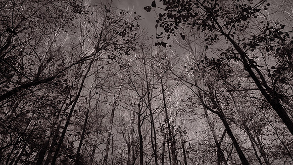 Congaree National Park, South Carolina