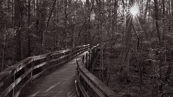 Congaree National Park, South Carolina