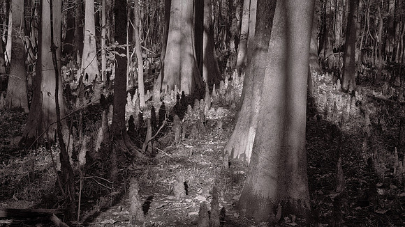 Congaree National Park, South Carolina