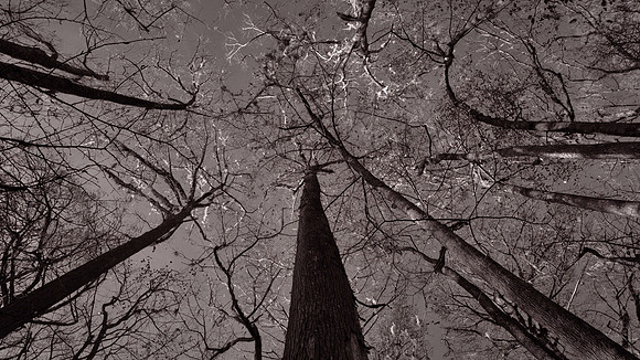 Congaree National Park, South Carolina