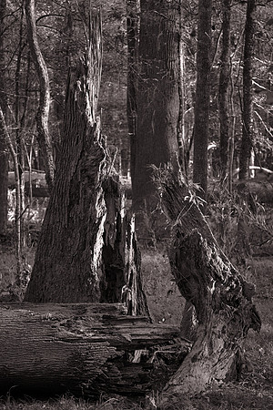 Congaree National Park, South Carolina