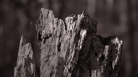 Congaree National Park, South Carolina