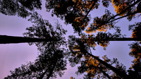 2020 Nov - Congaree National Park, SC