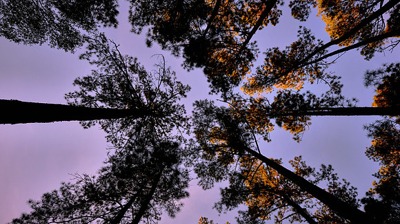 Congaree National Park, South Carolina