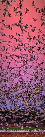 Tundra swans and snow geese at sunset, Pungo Lake, North Caolina