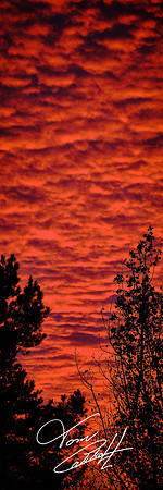 Trees On Fire