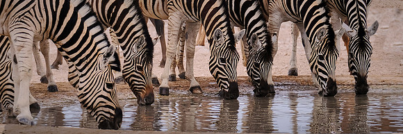 Plains zebra — Etosha National Park, northwest Namibia