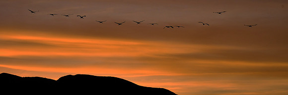 Sunset and Sandhill cranes over Bosque Del Apache National Wildlife Refuge, New Mexico