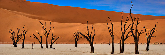 Skeleton trees and dunes of Namib-Naukluft National Park, Namibia