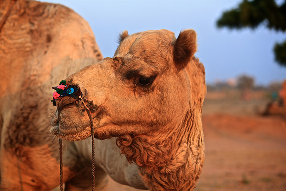 Nagaur Camel and Livestock Fair, Nagaur, Rajasthan