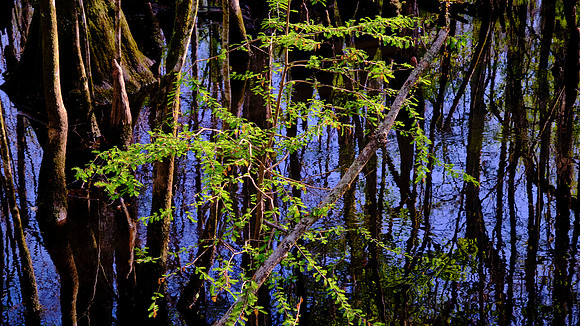 Francis Beidler Forest Audubon Center & Sanctuary