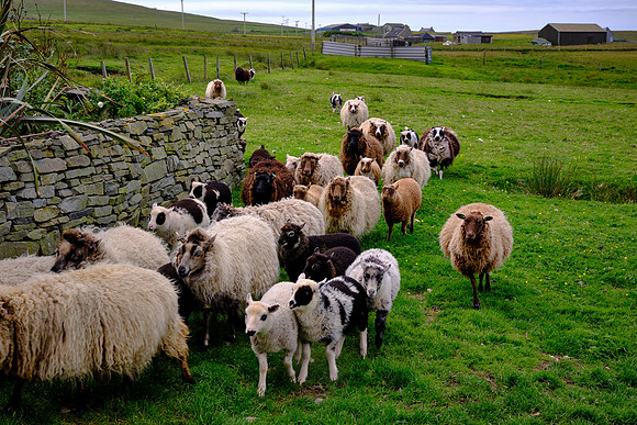 The few Shetland sheep on the croft were wrangled by a stern Shetland sheep dog.