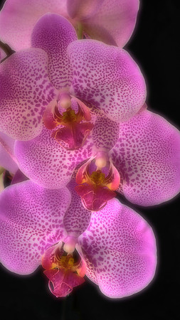 Naramore Orchids