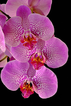 Naramore Orchids