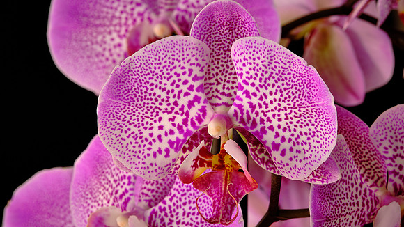 Naramore Orchids