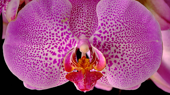 Naramore Orchids