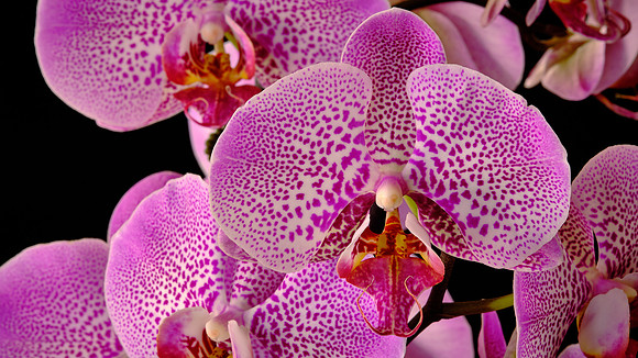 Naramore Orchids