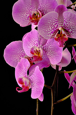 Naramore Orchids