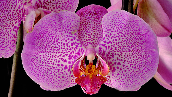 Naramore Orchids