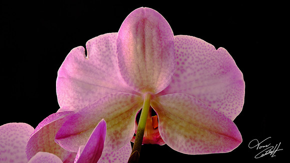 Naramore Orchids