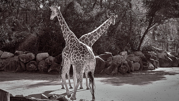 Riverbanks Zoo, Columbia, SC