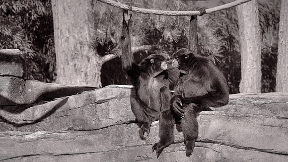Riverbanks Zoo, Columbia, SC