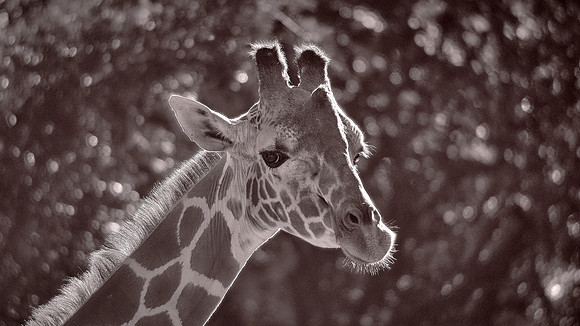 Riverbanks Zoo, Columbia, SC